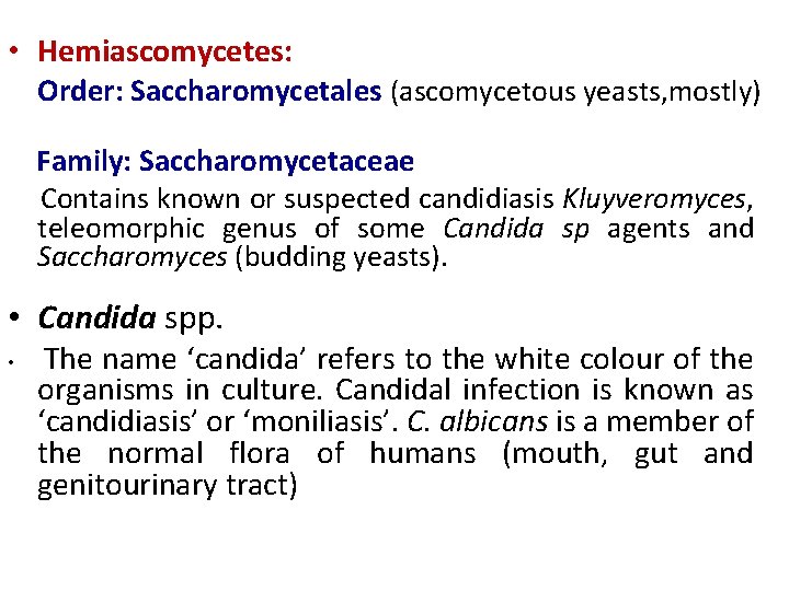  • Hemiascomycetes: Order: Saccharomycetales (ascomycetous yeasts, mostly) Family: Saccharomycetaceae Contains known or suspected