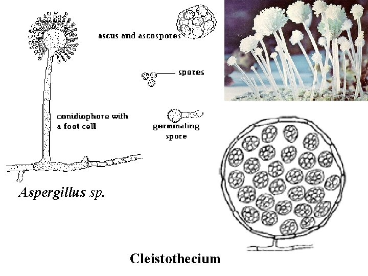 Aspergillus sp. Cleistothecium 