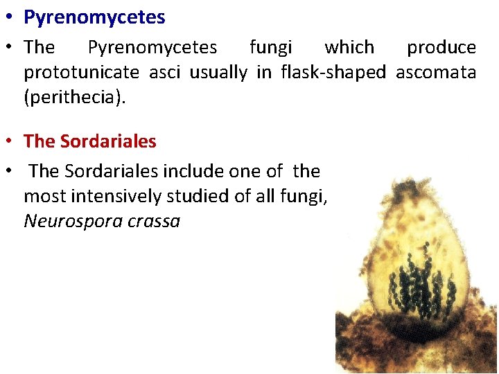  • Pyrenomycetes • The Pyrenomycetes fungi which produce prototunicate asci usually in flask-shaped