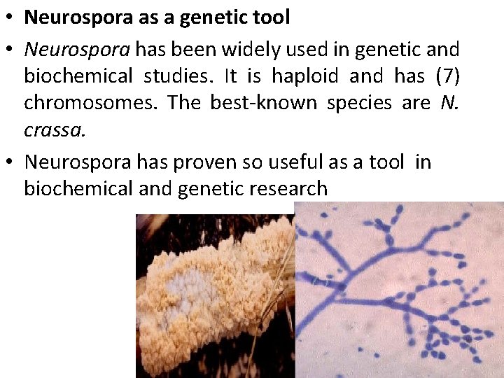  • Neurospora as a genetic tool • Neurospora has been widely used in