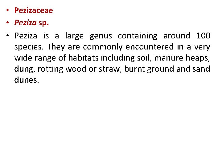  • Pezizaceae • Peziza sp. • Peziza is a large genus containing around