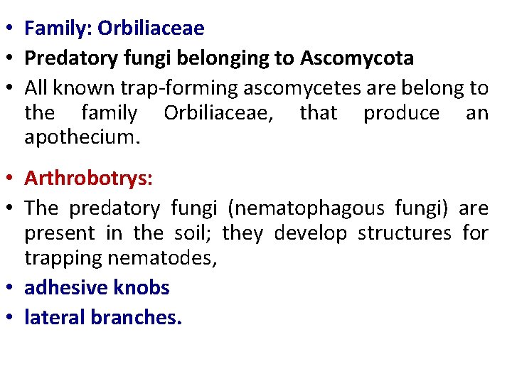  • Family: Orbiliaceae • Predatory fungi belonging to Ascomycota • All known trap-forming