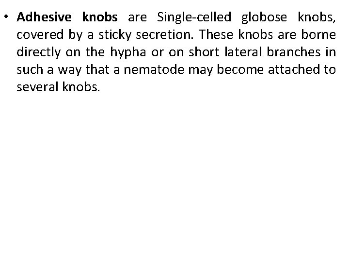  • Adhesive knobs are Single-celled globose knobs, covered by a sticky secretion. These