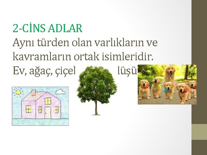 2 -CİNS ADLAR Aynı türden olan varlıkların ve kavramların ortak isimleridir. Ev, ağaç, çiçek,