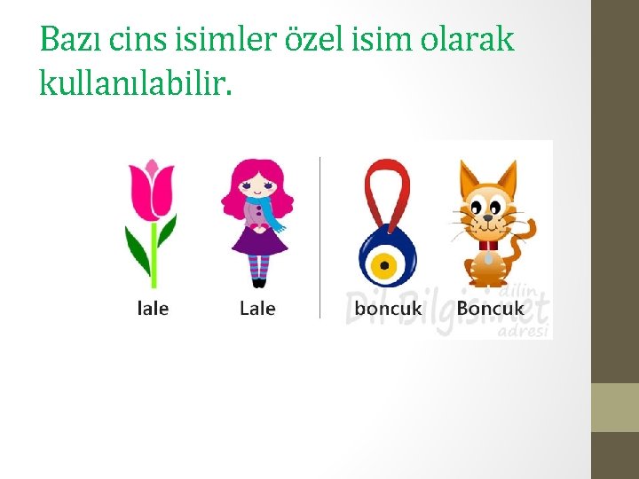 Bazı cins isimler özel isim olarak kullanılabilir. 