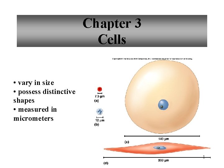 Chapter 3 Cells • vary in size • possess distinctive shapes • measured in