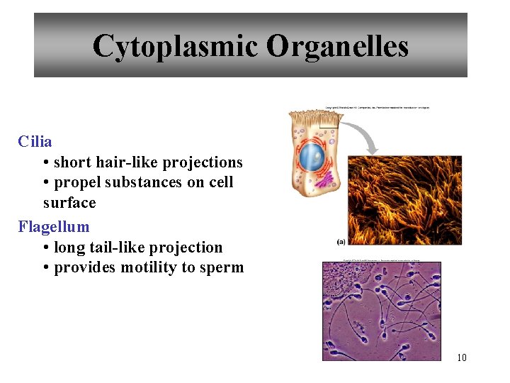 Cytoplasmic Organelles Cilia • short hair-like projections • propel substances on cell surface Flagellum