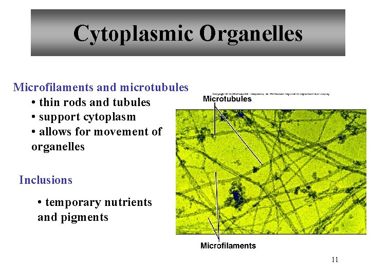 Cytoplasmic Organelles Microfilaments and microtubules • thin rods and tubules • support cytoplasm •