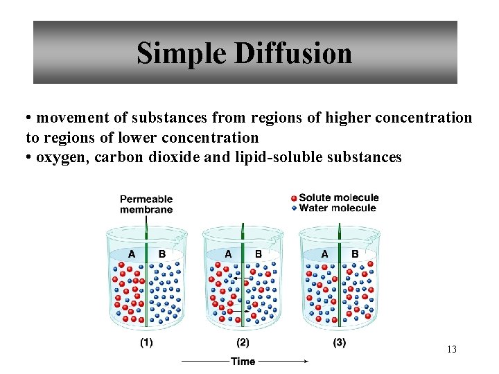 Simple Diffusion • movement of substances from regions of higher concentration to regions of