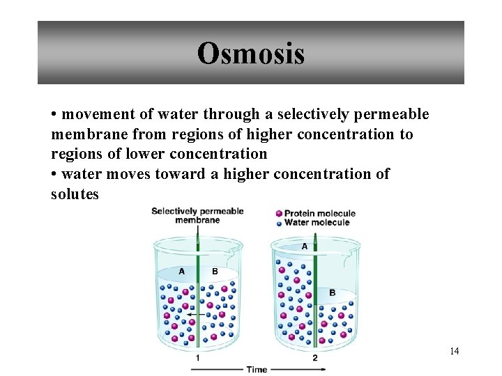 Osmosis • movement of water through a selectively permeable membrane from regions of higher