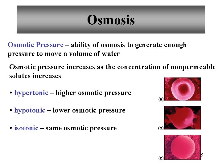 Osmosis Osmotic Pressure – ability of osmosis to generate enough pressure to move a