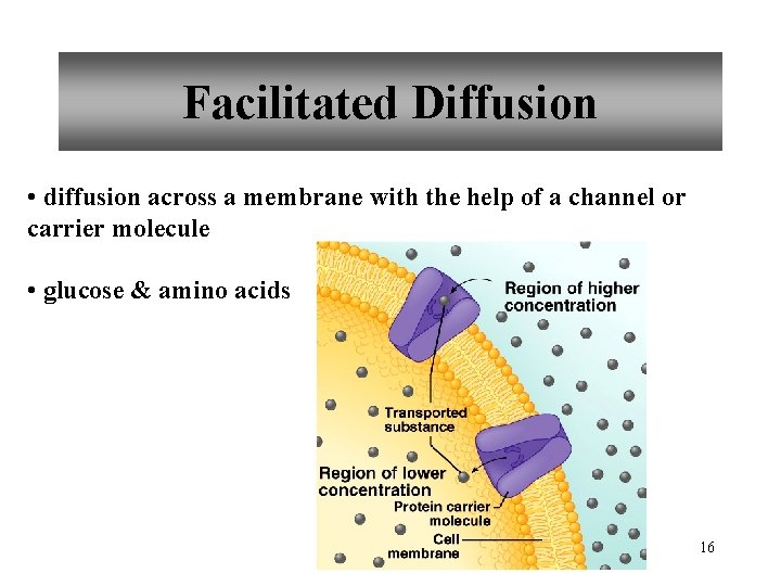 Facilitated Diffusion • diffusion across a membrane with the help of a channel or