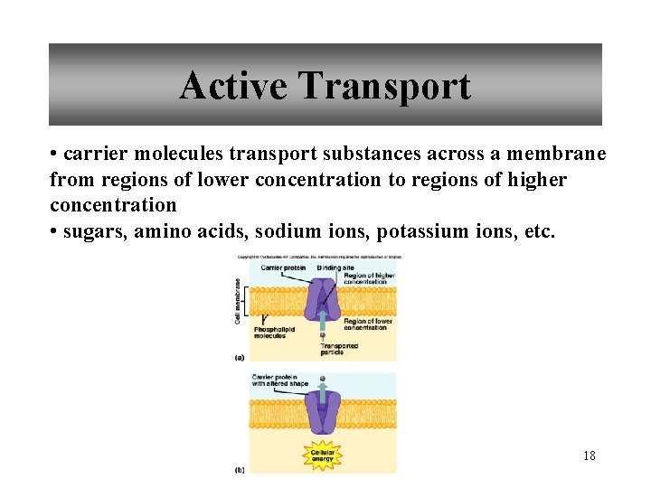 Active Transport • carrier molecules transport substances across a membrane from regions of lower