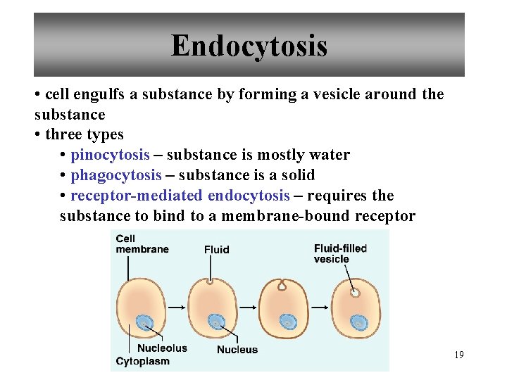 Endocytosis • cell engulfs a substance by forming a vesicle around the substance •