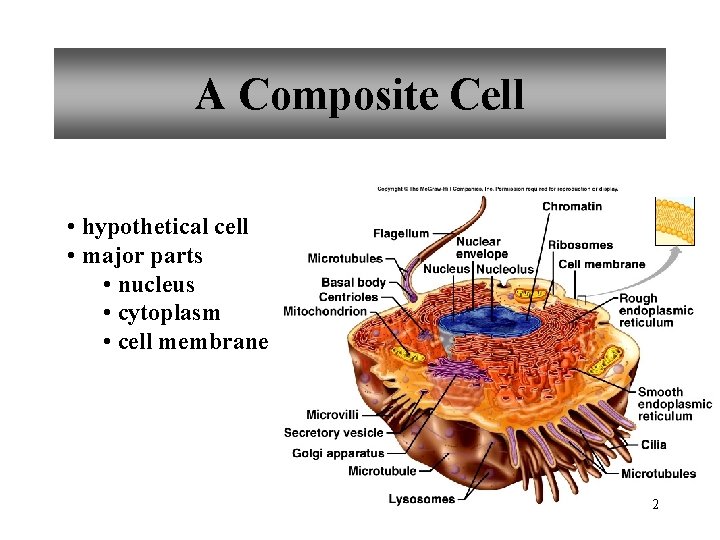 A Composite Cell • hypothetical cell • major parts • nucleus • cytoplasm •