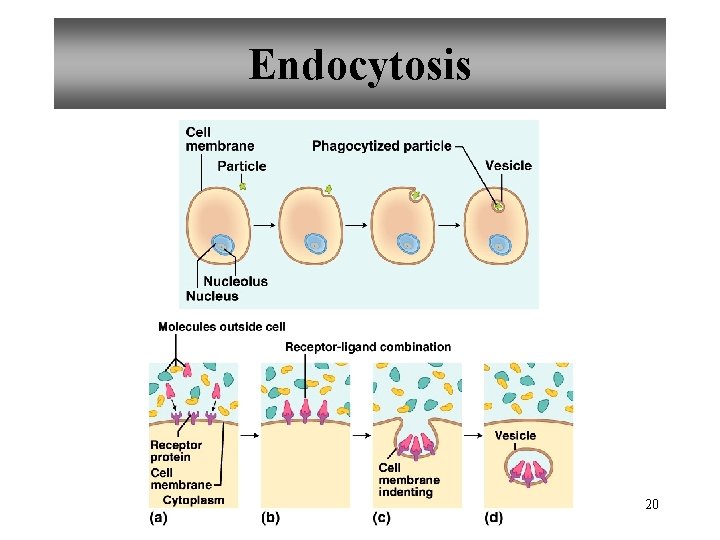 Endocytosis 20 