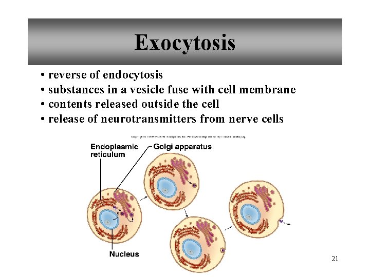 Exocytosis • reverse of endocytosis • substances in a vesicle fuse with cell membrane