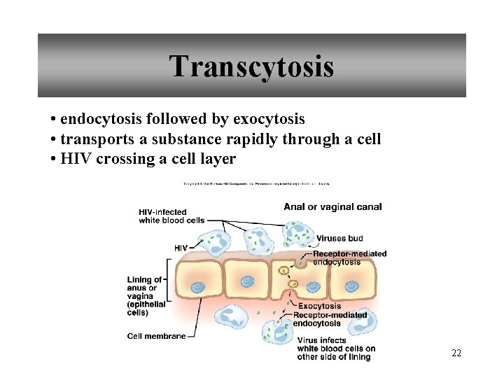 Transcytosis • endocytosis followed by exocytosis • transports a substance rapidly through a cell