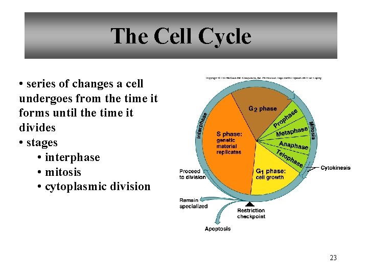 The Cell Cycle • series of changes a cell undergoes from the time it