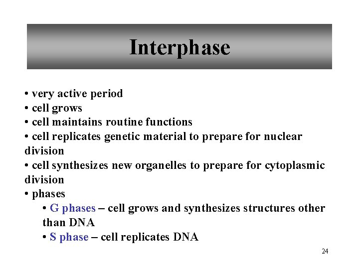 Interphase • very active period • cell grows • cell maintains routine functions •