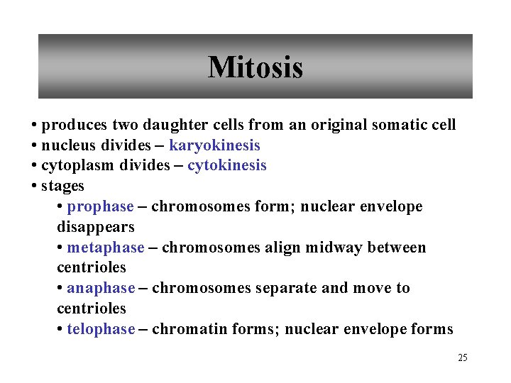 Mitosis • produces two daughter cells from an original somatic cell • nucleus divides