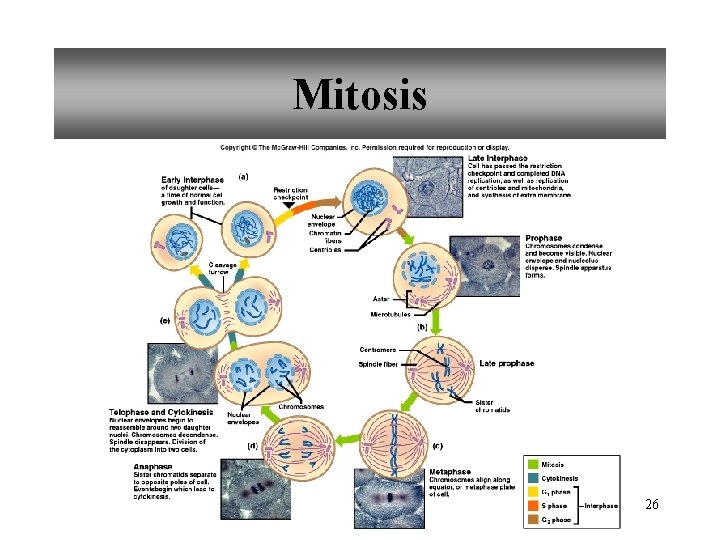 Mitosis 26 