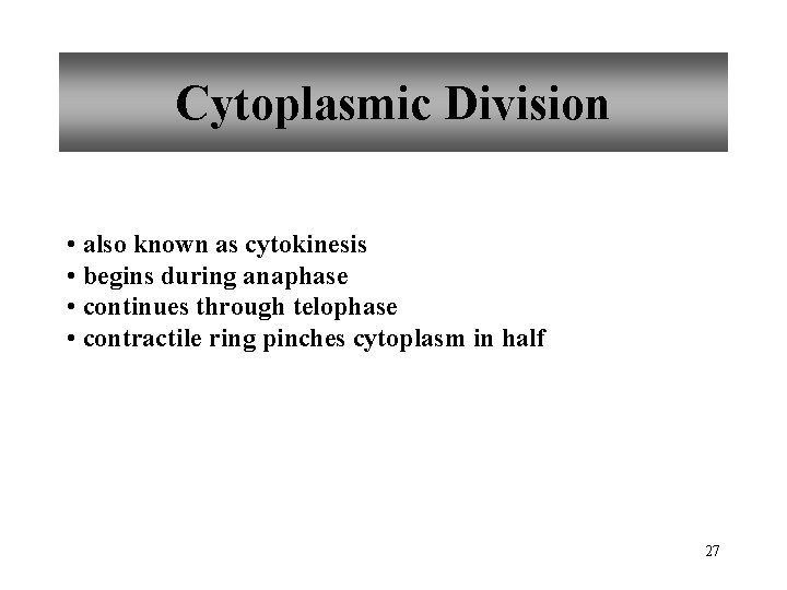 Cytoplasmic Division • also known as cytokinesis • begins during anaphase • continues through