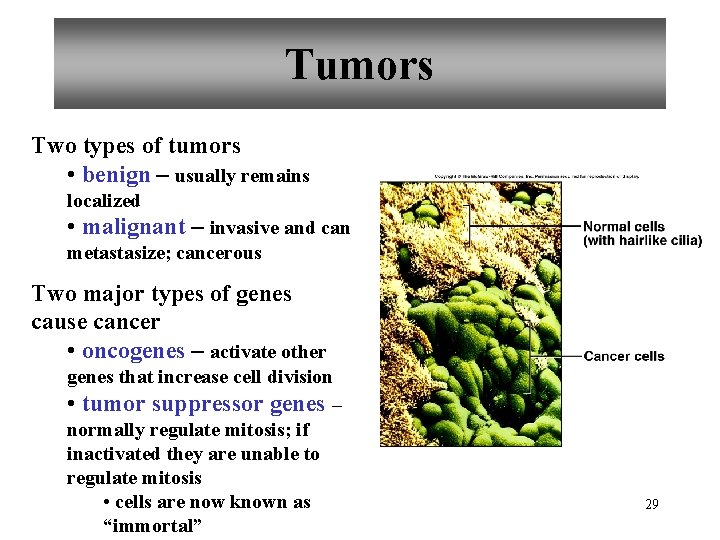 Tumors Two types of tumors • benign – usually remains localized • malignant –