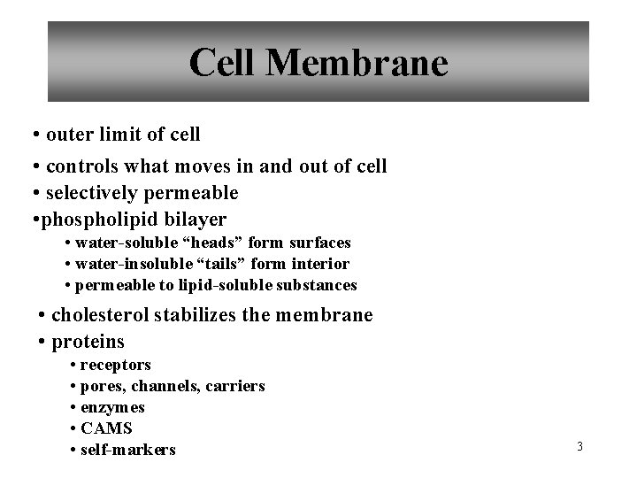 Cell Membrane • outer limit of cell • controls what moves in and out