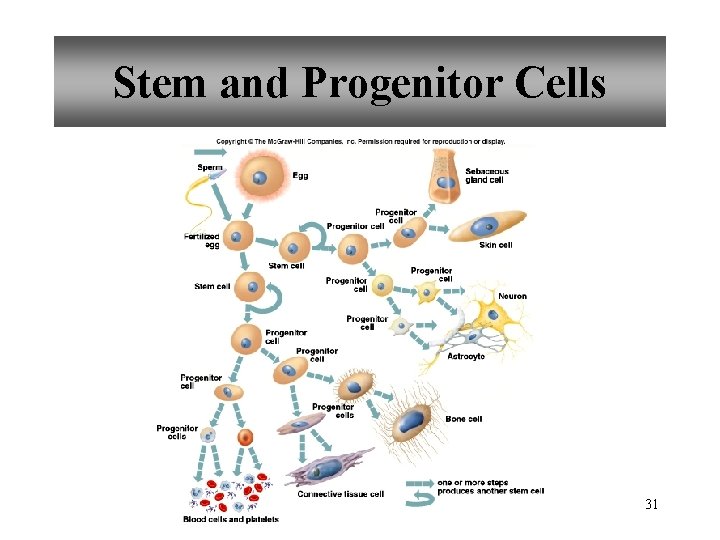 Stem and Progenitor Cells 31 