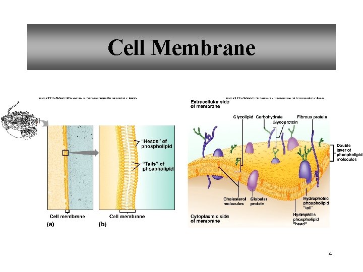 Cell Membrane 4 