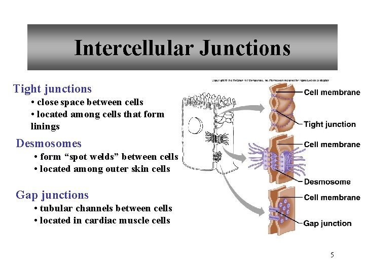 Intercellular Junctions Tight junctions • close space between cells • located among cells that