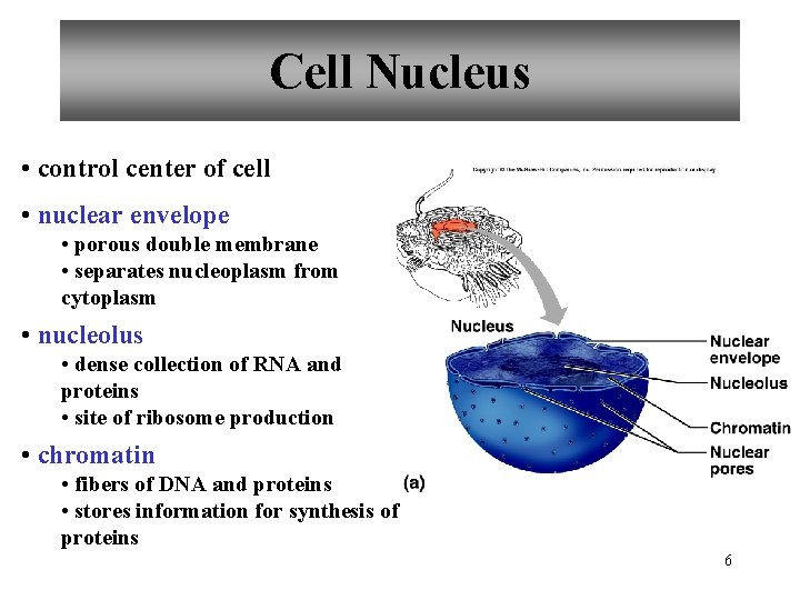 Cell Nucleus • control center of cell • nuclear envelope • porous double membrane