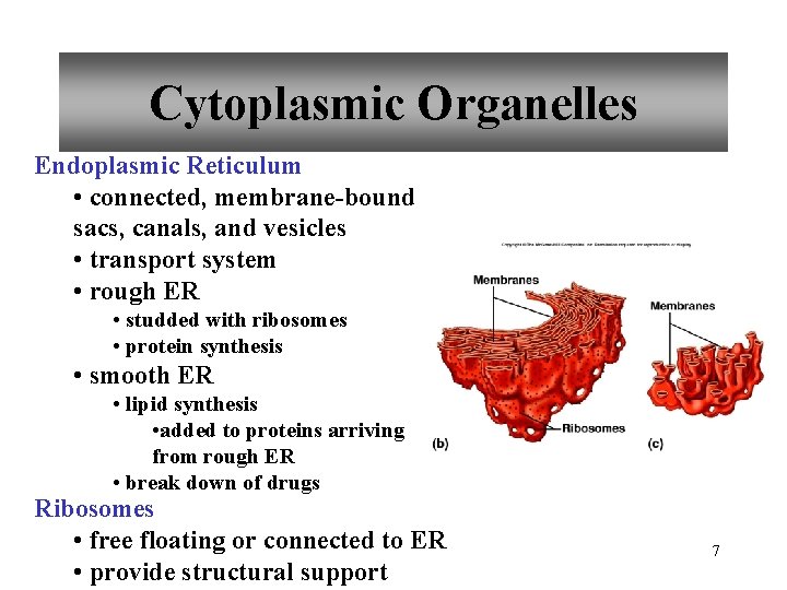 Cytoplasmic Organelles Endoplasmic Reticulum • connected, membrane-bound sacs, canals, and vesicles • transport system