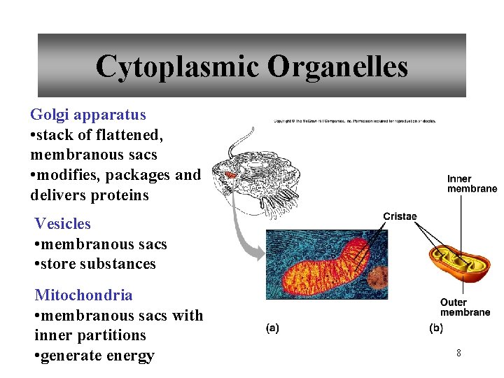 Cytoplasmic Organelles Golgi apparatus • stack of flattened, membranous sacs • modifies, packages and