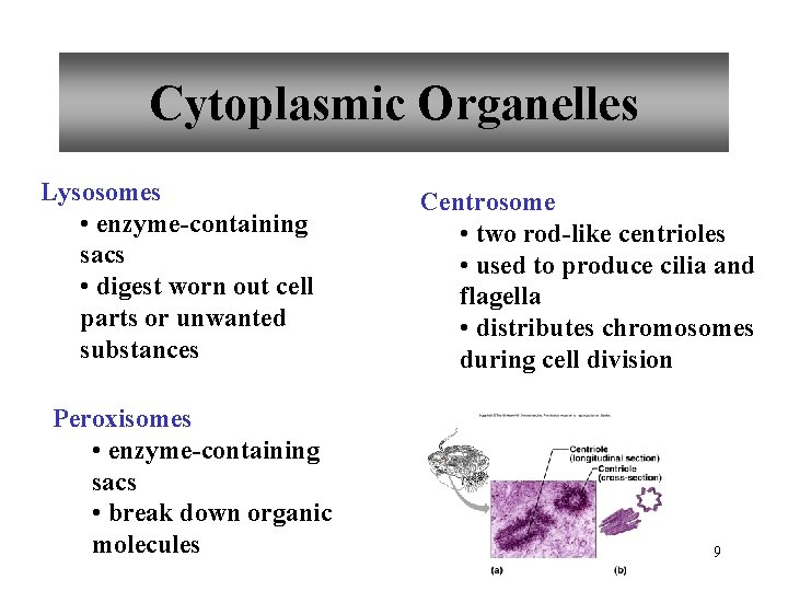 Cytoplasmic Organelles Lysosomes • enzyme-containing sacs • digest worn out cell parts or unwanted