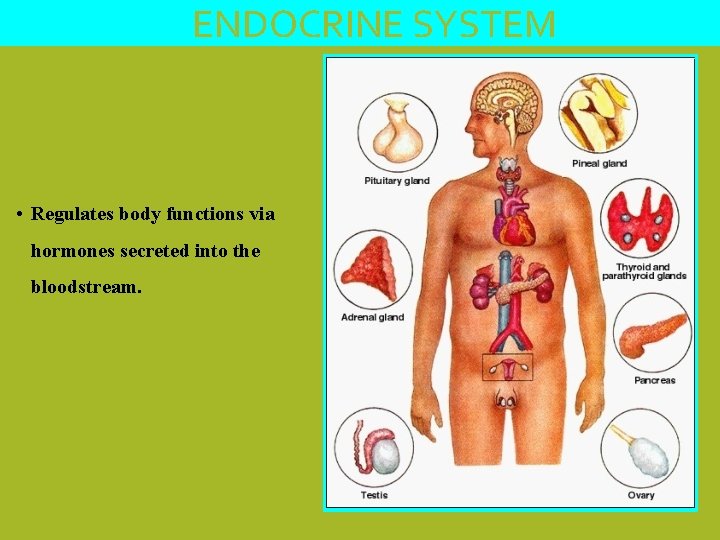 ENDOCRINE SYSTEM • Regulates body functions via hormones secreted into the bloodstream. Endocrine System….