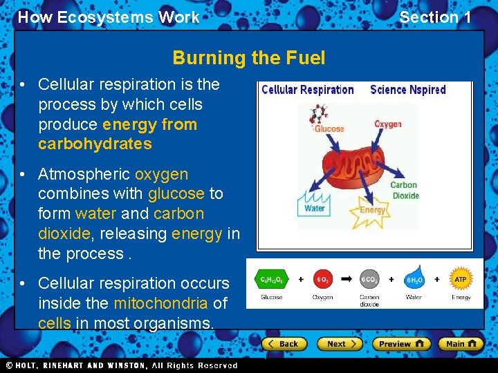 How Ecosystems Work Burning the Fuel • Cellular respiration is the process by which
