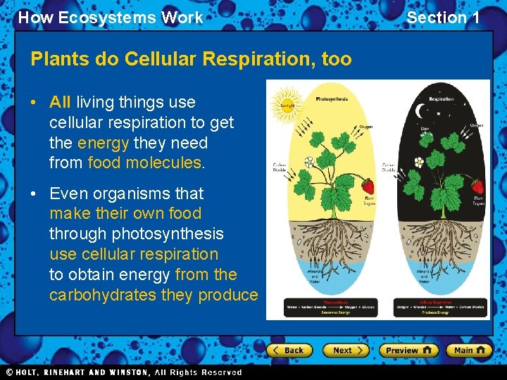 How Ecosystems Work Plants do Cellular Respiration, too • All living things use cellular