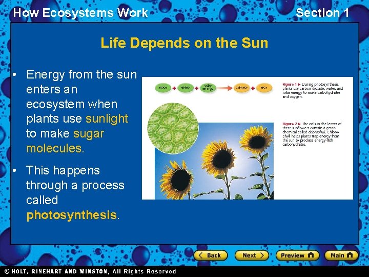 How Ecosystems Work Life Depends on the Sun • Energy from the sun enters