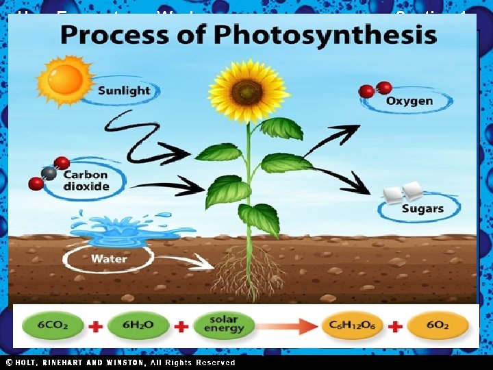 How Ecosystems Work Section 1 