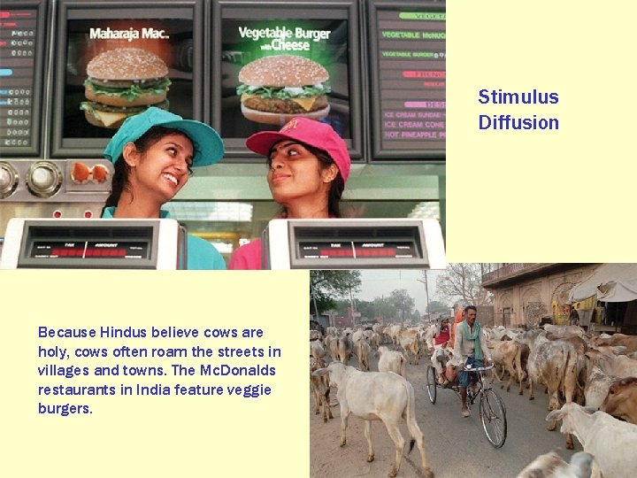 Stimulus Diffusion Because Hindus believe cows are holy, cows often roam the streets in