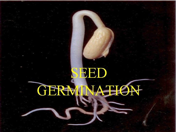 SEED GERMINATION 