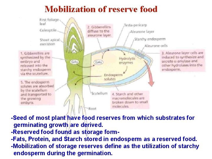 Mobilization of reserve food -Seed of most plant have food reserves from which substrates