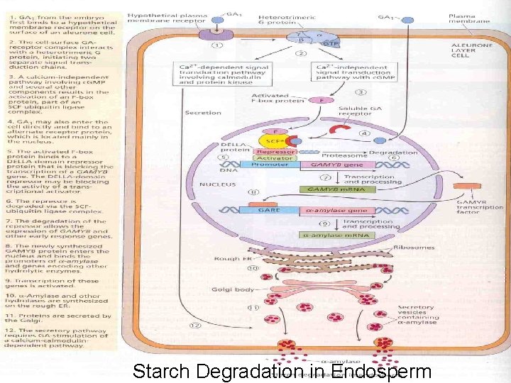 Starch Degradation in Endosperm 