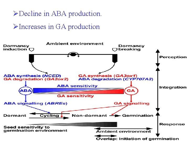 ØDecline in ABA production. ØIncreases in GA production 