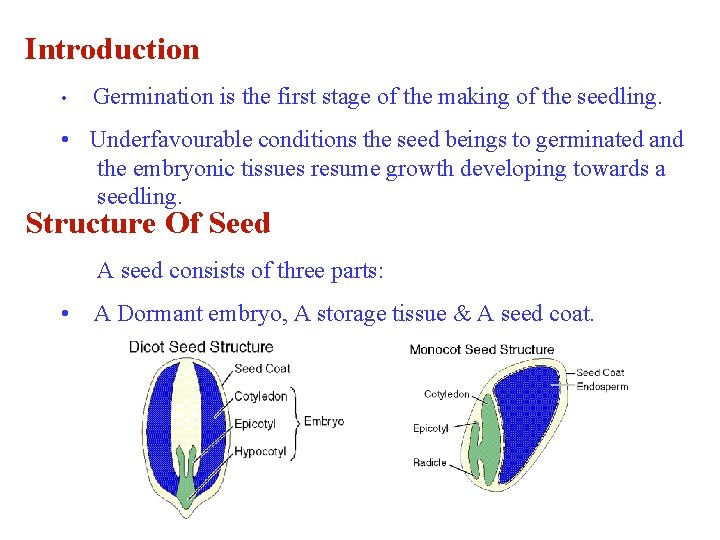 Introduction • Germination is the first stage of the making of the seedling. •