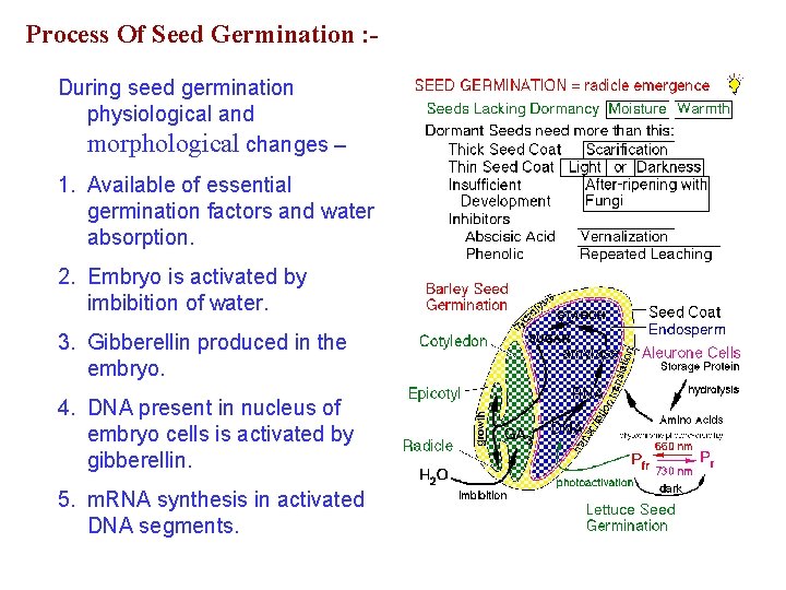 Process Of Seed Germination : During seed germination physiological and morphological changes – 1.