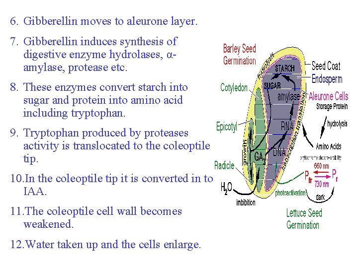 6. Gibberellin moves to aleurone layer. 7. Gibberellin induces synthesis of digestive enzyme hydrolases,