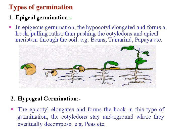 Types of germination 1. Epigeal germination: § In epigeous germination, the hypocotyl elongated and